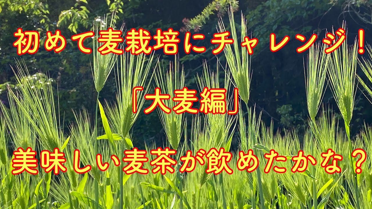初めて麦栽培にチャレンジ！「大麦編」　もちろん肥料は自家製鶏糞のみ！　美味しい麦茶が飲めたかな？