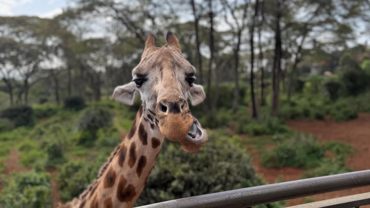 My first ever vlog and first time at the Giraffe center… 