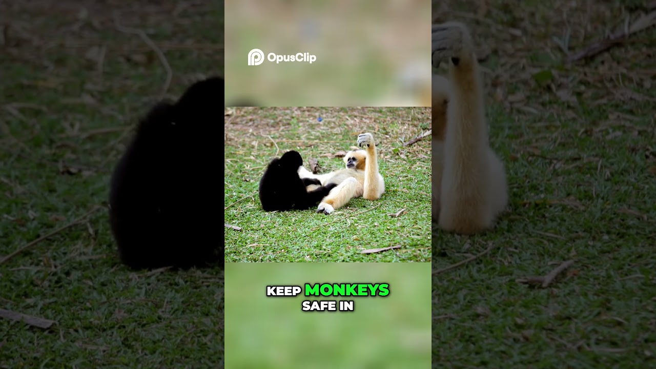 Monkeys - Explore Their World, From Rainforests to Cities!