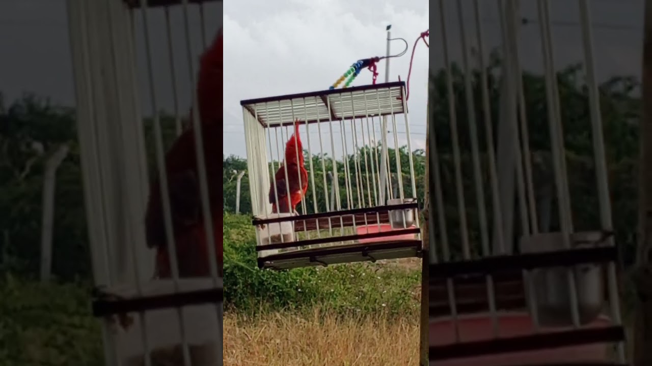 Rey guajiro el mejor de maicao puro canto del original