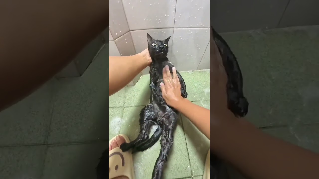 Cat taking a bath obediently, my cat and I, the daily confused behavior of cats, washing cats