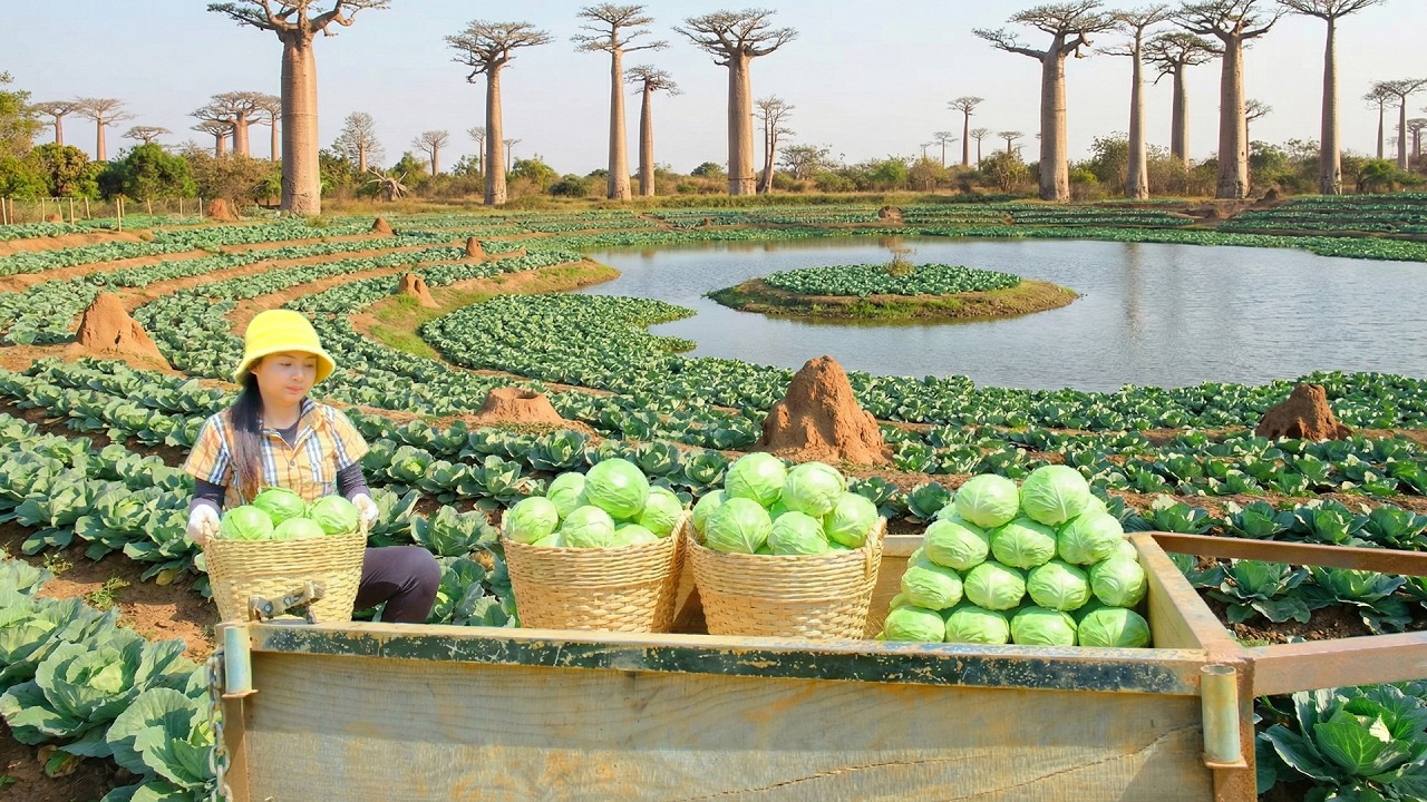 Harvest A Cart Of Round Cabbage To Sell At The Market – Cook, Garden, Raise Livestock