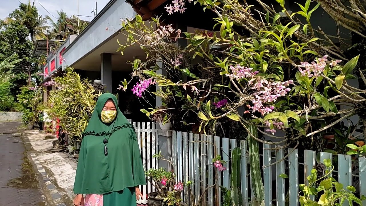 TERNYATA BEGINI CARA TANAM ANGGREK, SUBUR BANGET
