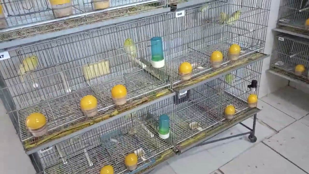 CANÁRIOS FRISADOS Aquela farinhada com ovo é TEM Aves disponíveis - CANARIL CHAVES 🇧🇷