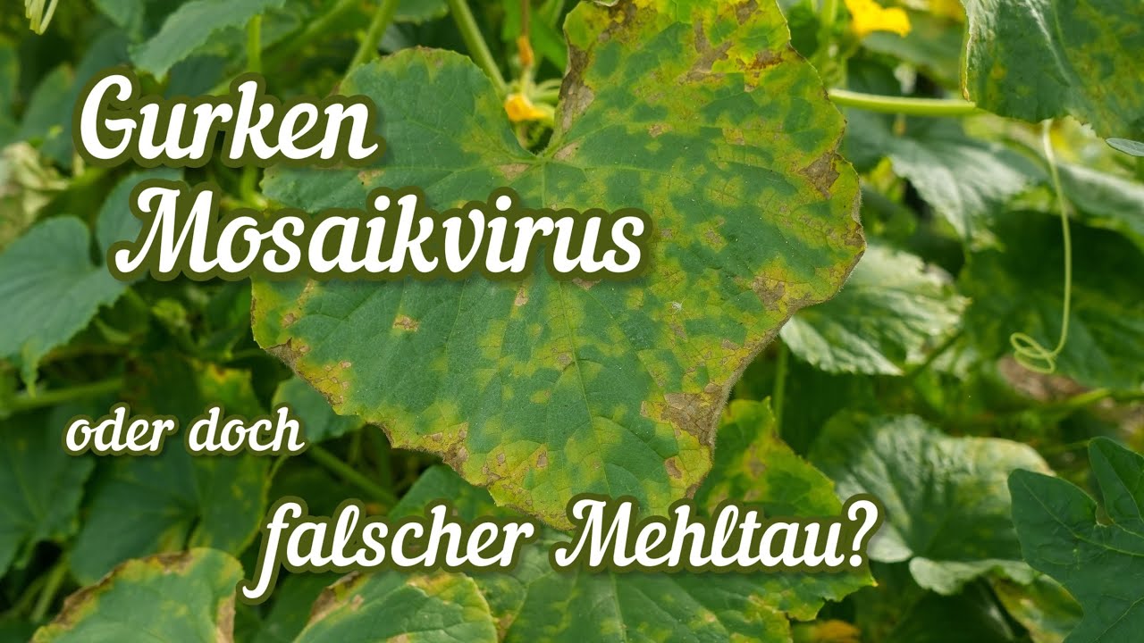 Gurken Mosaikvirus oder falscher Mehltau? DAS solltest du jetzt tun!! Gurkenkrankheit erkennen 🥒