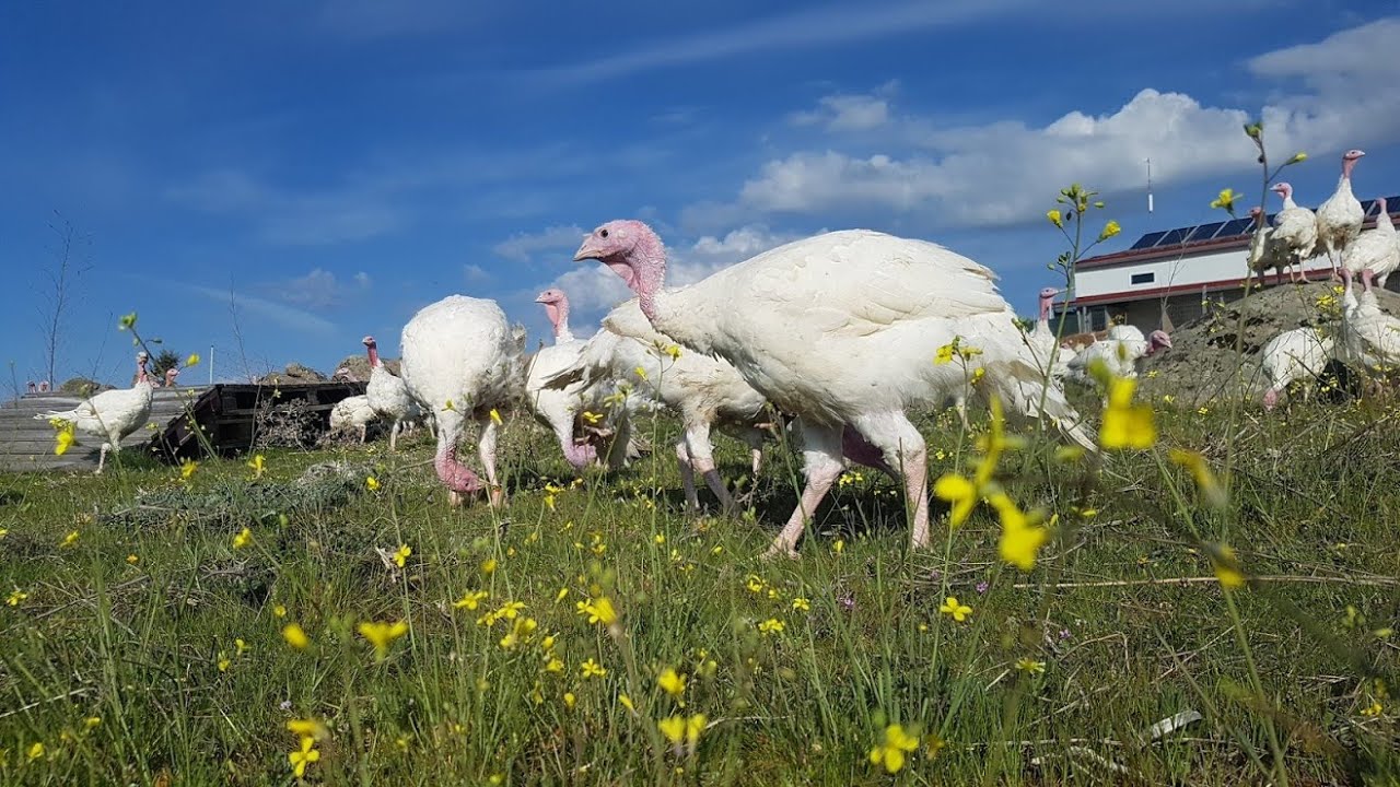💚  Pavos Ecológicos A Pasto 💚 ONLINE. La mejor CARNE ecológica DE PASTO.