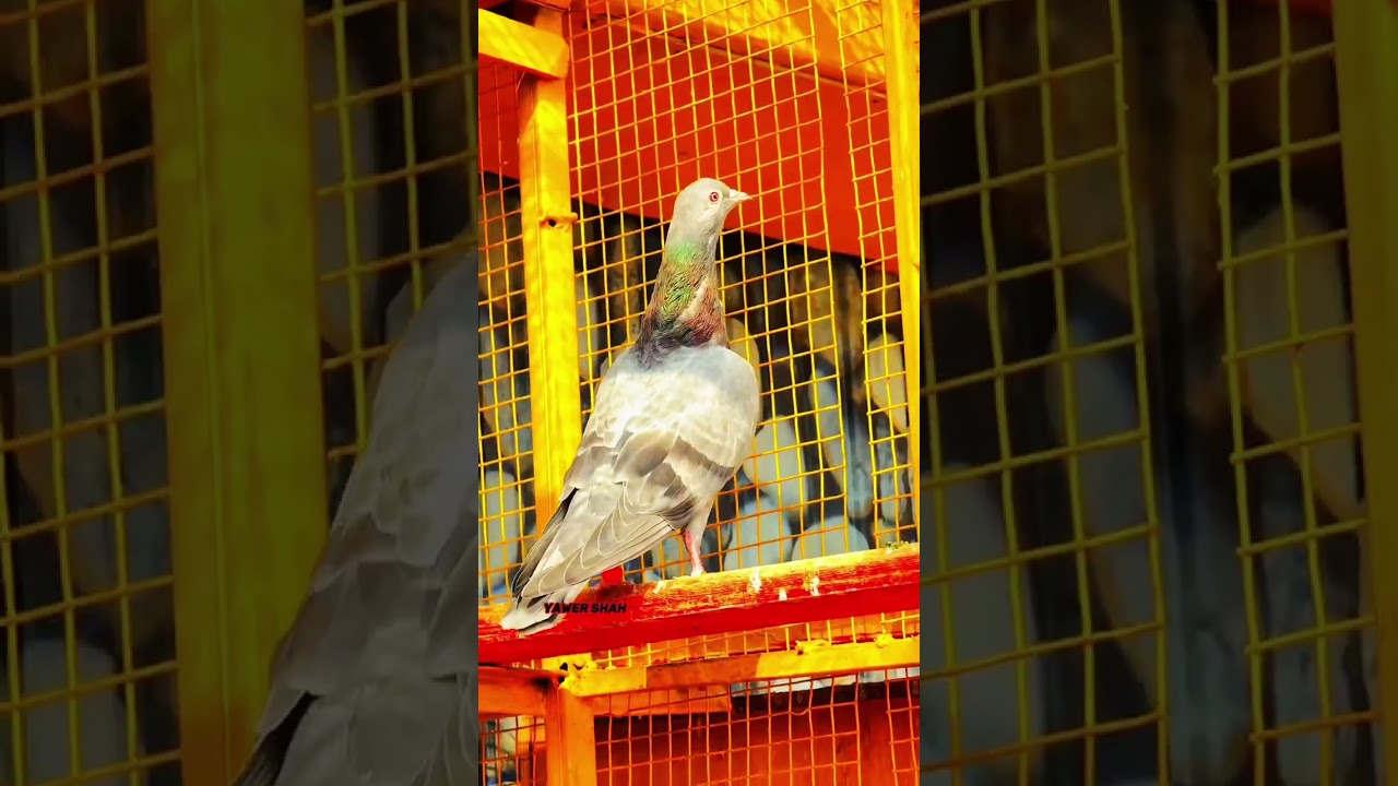 KHATANG KAMANGAR PAKISTANI HIGHFLYER PIGEON 🕊️❤️ #pigeonlaver #pigeonlaver #bird #kabootar