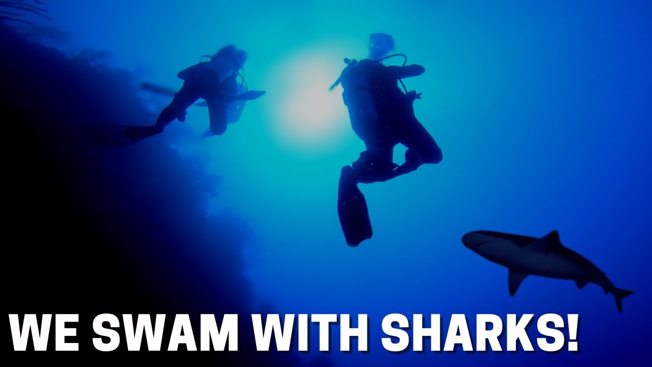 Cruise ship crew members scuba diving with sharks at the Grand Turk Wall