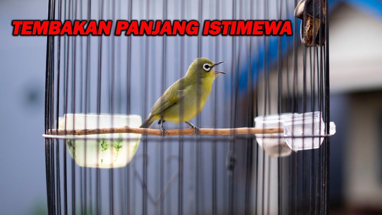 PANCINGAN PLECI NEMBAK PANJANG ISTIMEWA PALING DICARI, SPEED RAPAT COCOK UNTUK MASTERAN