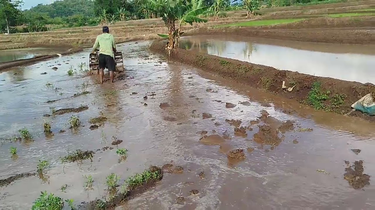 traktor sawah || daun singkal baru ||
