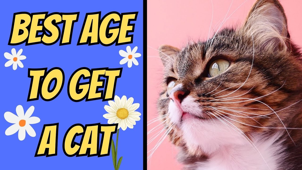 Is It Better To Adopt An Older Cat Or Kitten?