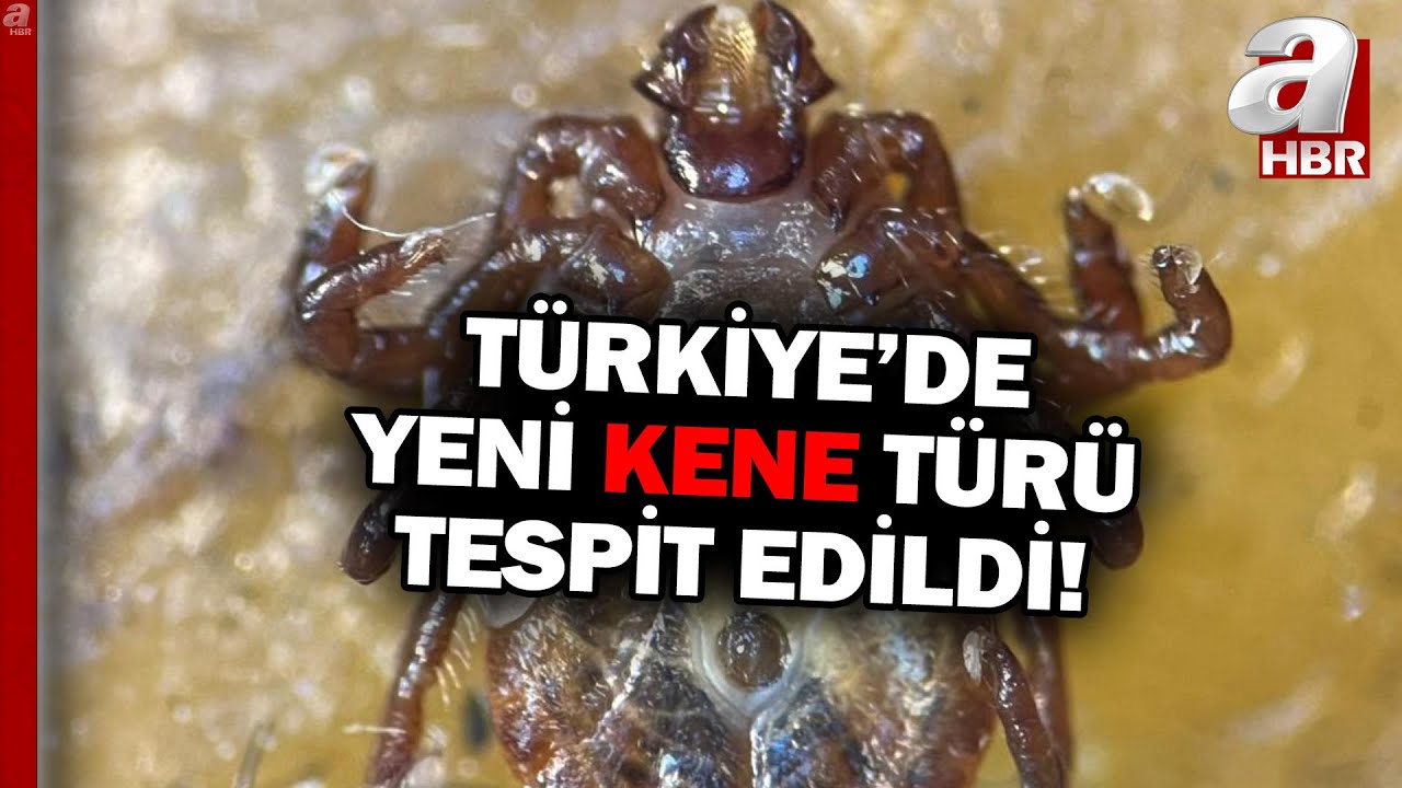 Türkiye'de Yeni Kene Türü Tespit Edildi... Bu Kene Türü 30'dan Fazla Hastalık Taşıyor! | A Haber
