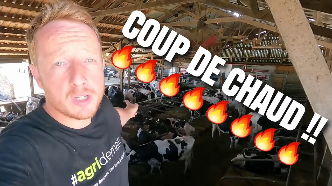 GROS STRESS THERMIQUE POUR LES VACHES !!!
