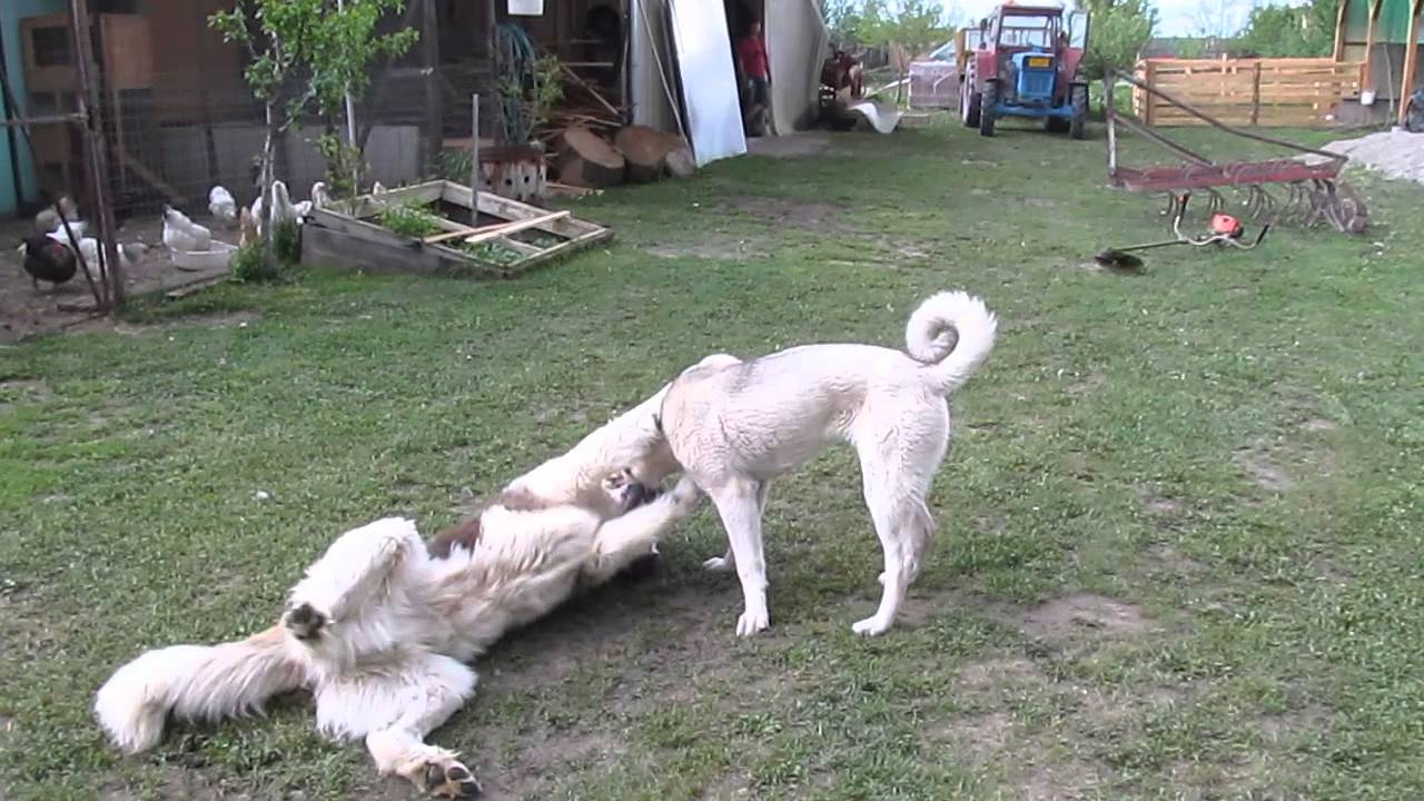 Kangal vs. Moszkvai őrkutya