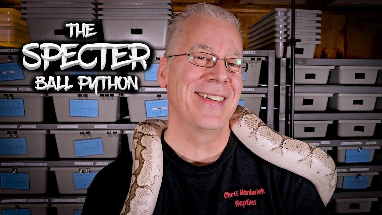 Introduction to the Specter Ball Python Gene