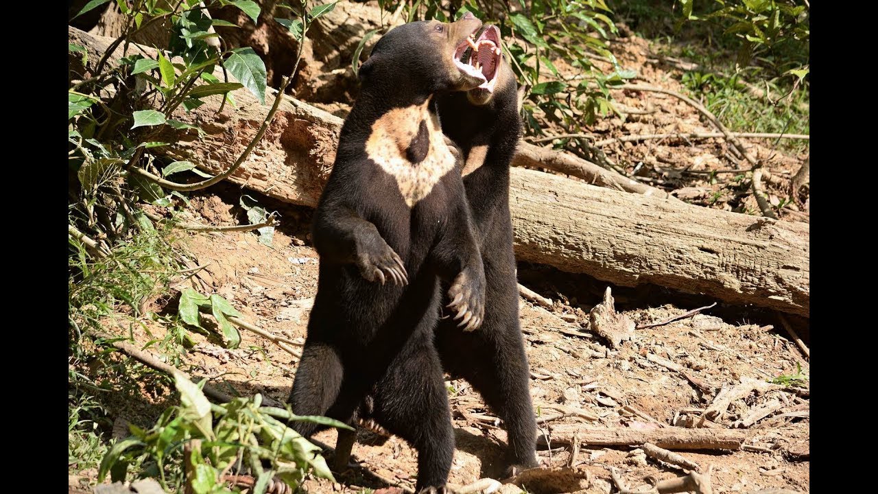 Sun Bear Diary | Sun Bears Play Fight | BSBCC