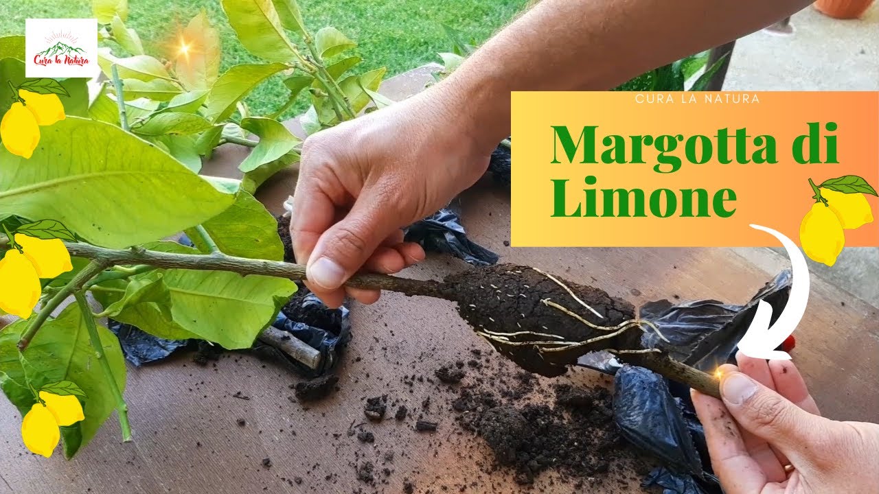 Margotta Di LIMONE