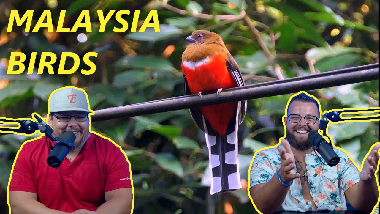 Americans React to Malaysia Wildlife | Birds of Malaysia