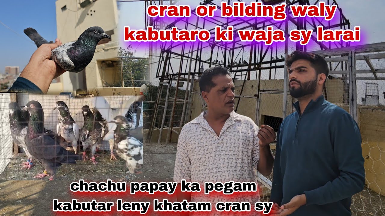 Chama ka cran waly kabutaro ki waja jagra hogaya🤬chachy papay ka pegam kabutar lena khatam kr deya