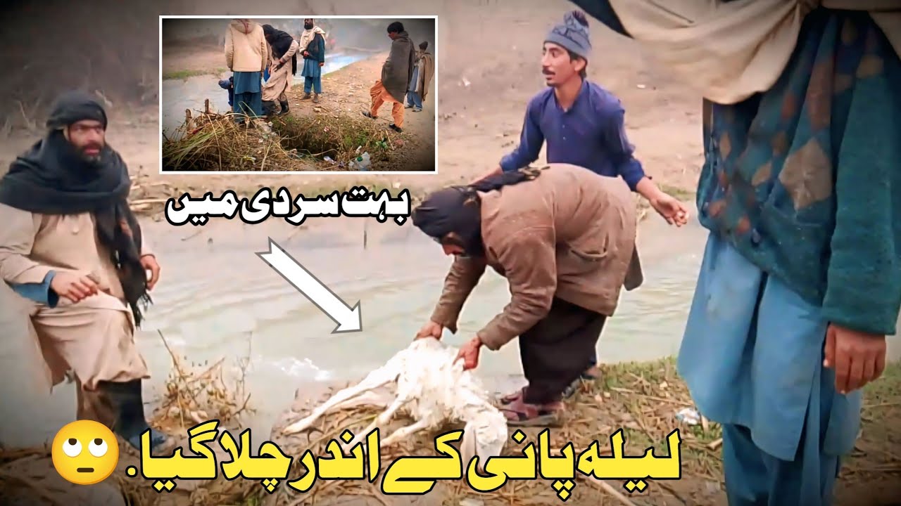 بہت سردی میں لیلہ پانی کے اندر چلا گیا ہے.🥺