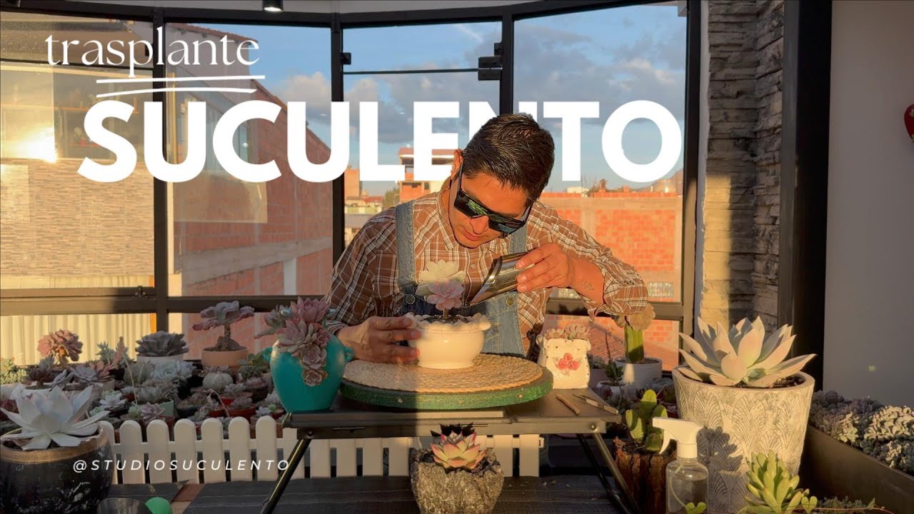 Trasplante SUCULENTO & Macetas
