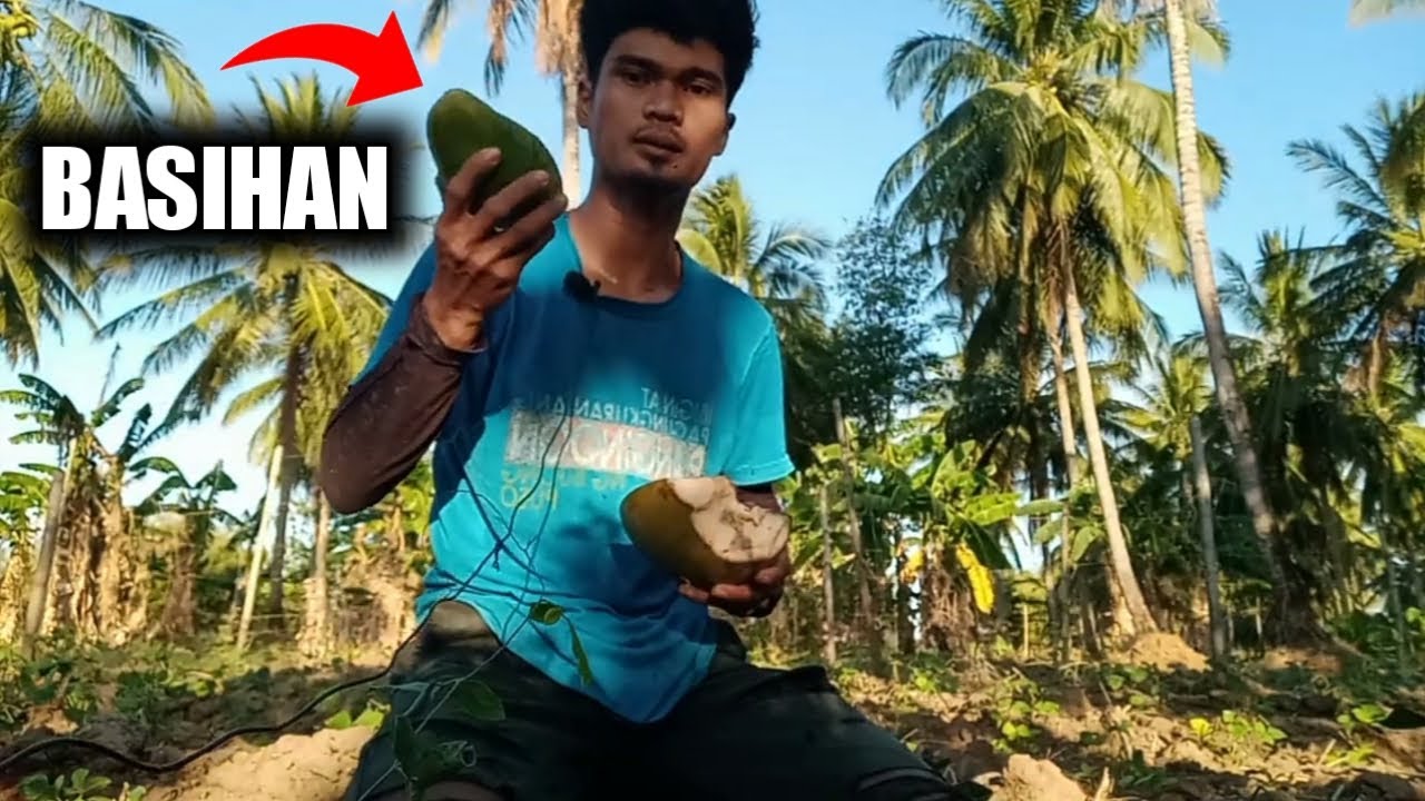 Paano Malaman Kung Buko... Tip At Technique Para Ma Identify Ang Buko... Bago akyatin Ang Niyog.