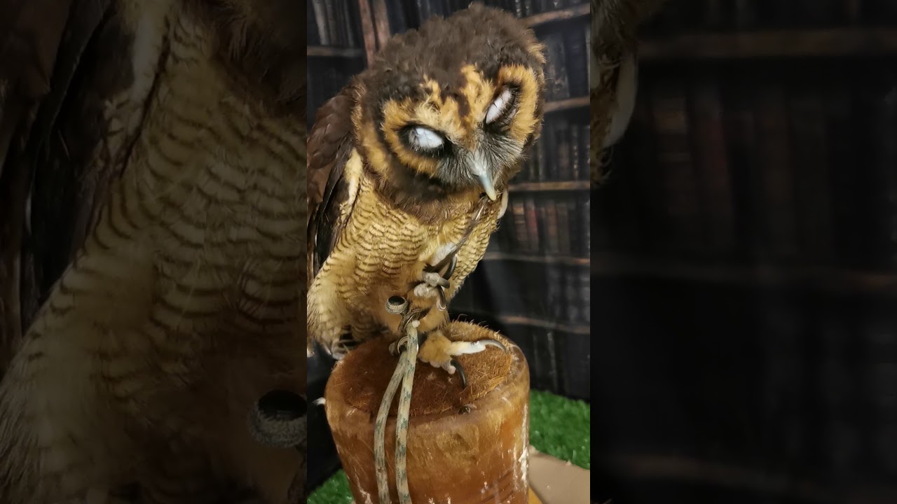 Coie the Owl plays with his own feather