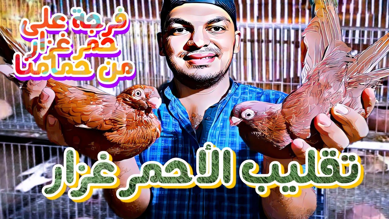 تقليب الأحمر غزار | والفرق بينه وبين الأحمر أبن مرقعات #جوبا
