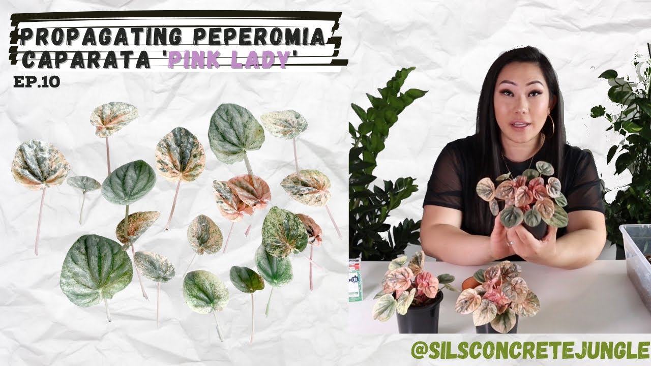 🌸🌿Propagate Peperomia Pink Lady with me | 3 Methods on how to Propagate Peperomia ‘Pink Lady’