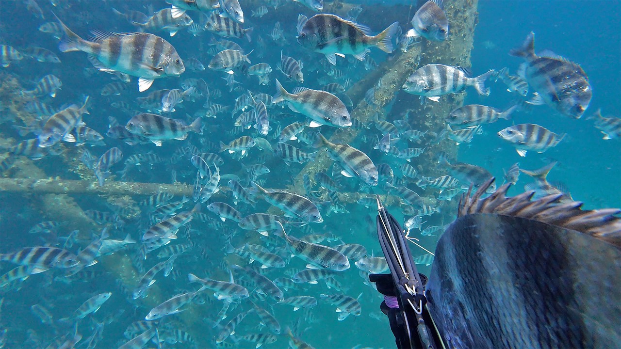 Amazing Sheepshead Spawn Spearfishing & Deep Oil Rig Shark Frenzy
