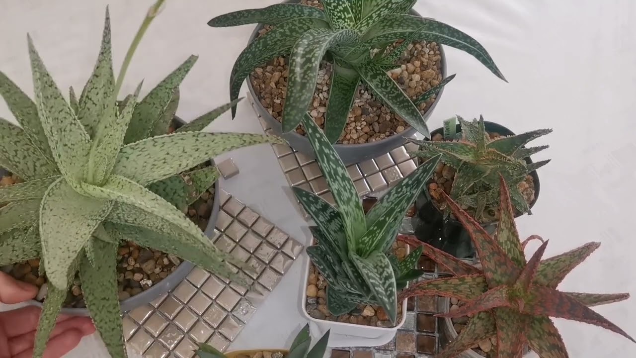 Алоэ в моей коллекции, интересные факты   про алоэ. #алоэвера #aloevera #aloe