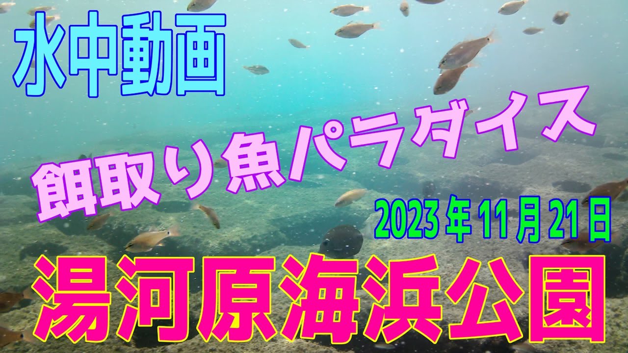 水中動画（2023年11月21日）in　湯河原海浜公園 part2