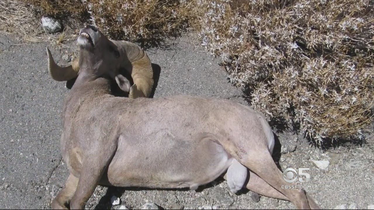 Illegal Marijuana Grow, Toxic Chemicals Found In Lassen National Forest