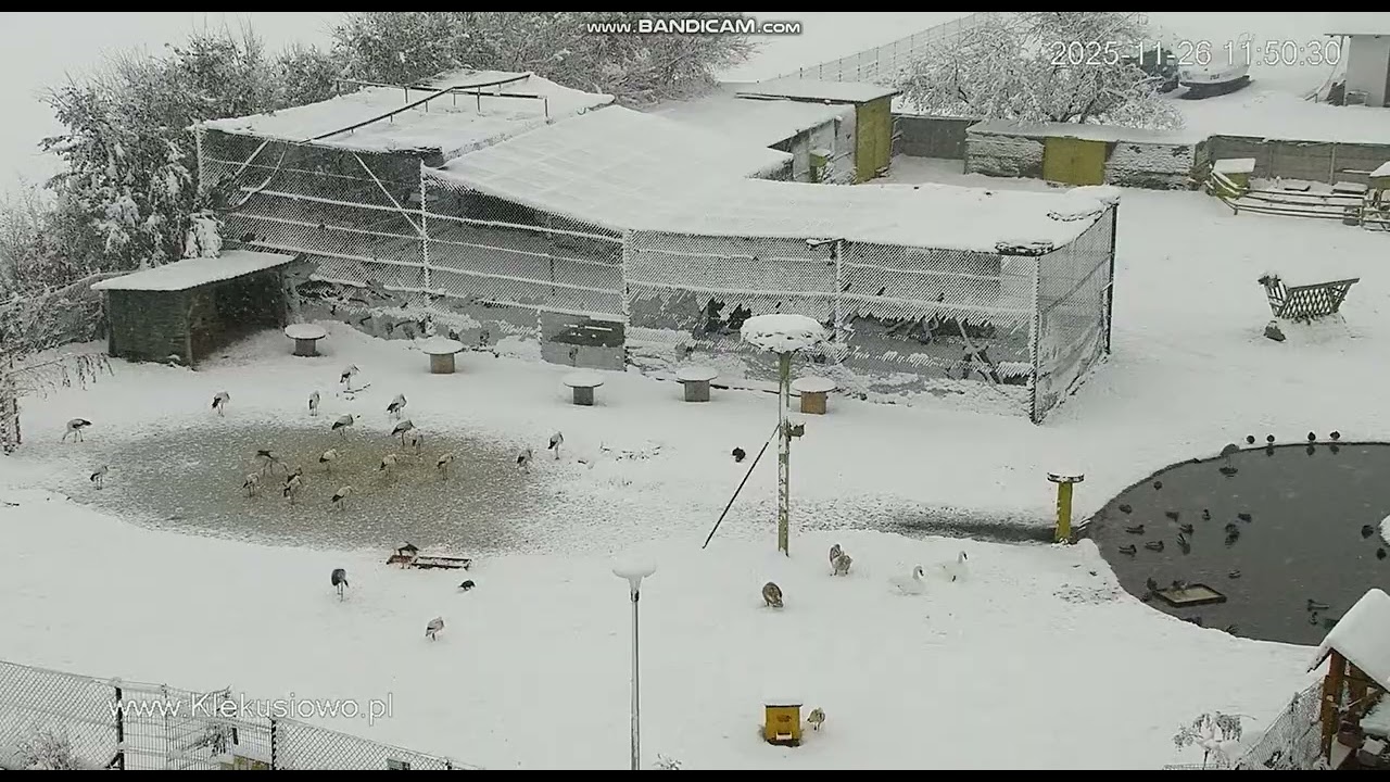 Klekusiowo ~ zimowe klimaty pod koniec listopada ... ❄️☃️❄️☃️❄️