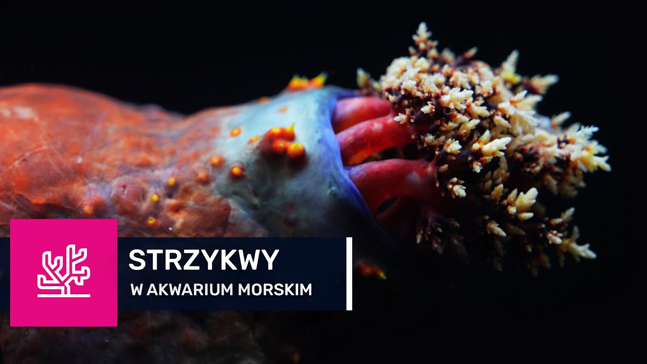 76. STRZYKWA W AKWARIUM MORSKIM. Wszystko co musisz wiedzieć o ogórku morskim.