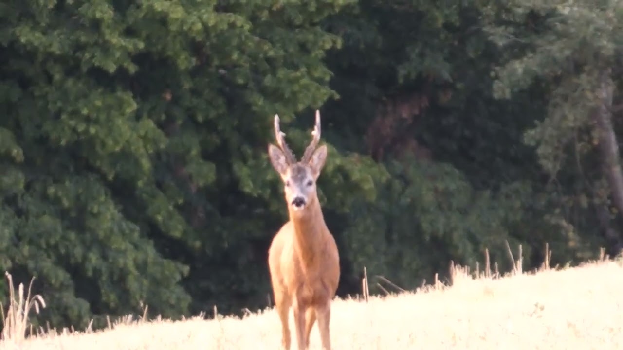 Roe Deer Srnec lesný (Capreolus capreolus)| LOVU ZDAR TV