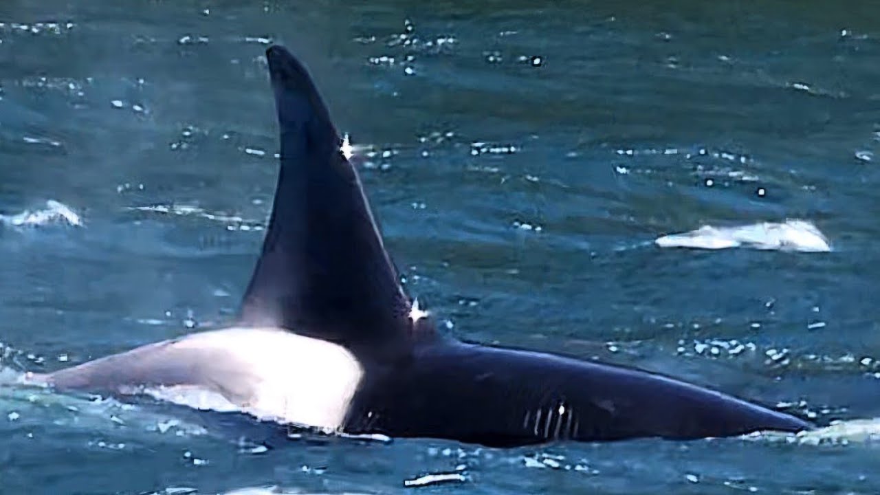 ORCAS. Unforgettable encounters with T19 and T49A pods. Dodds Narrows, Nanaimo. April 12th, 2025.