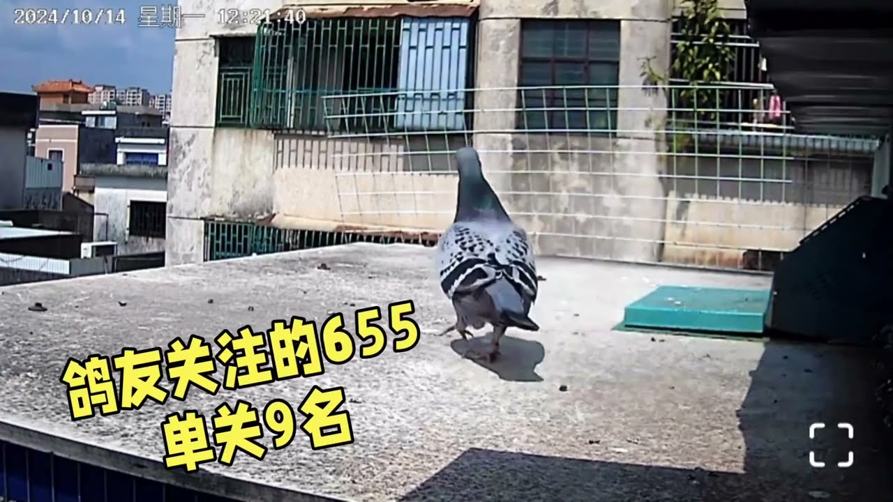 【小悠賽鴿】第218期：正二關400Km，高溫天氣歸巢上籠6羽回5