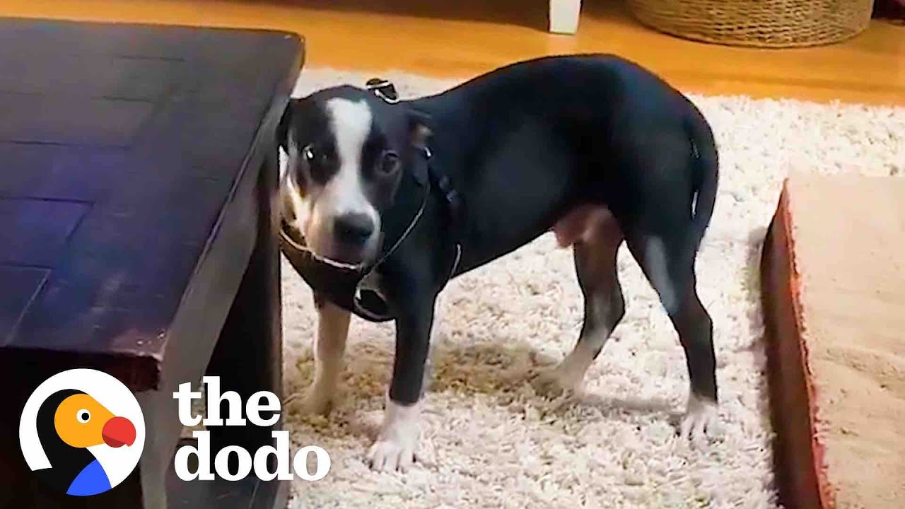 Shy Rescue Puppy Asks For Pets For The First Time  | The Dodo Foster Diaries