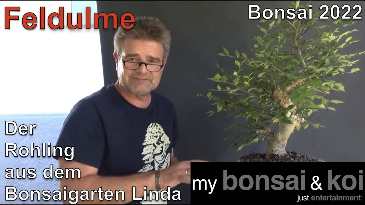 Bonsai 2022-37 -  Feldulme - Ulmus minor - der Rohling aus dem Bonsaigarten Linda