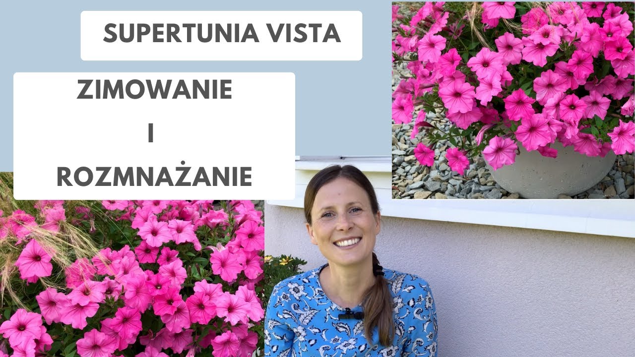 Rozmnażanie i zimowanie Supertunii Vista - banalnie proste! Nie wyrzucaj swoich sadzonek po sezonie!