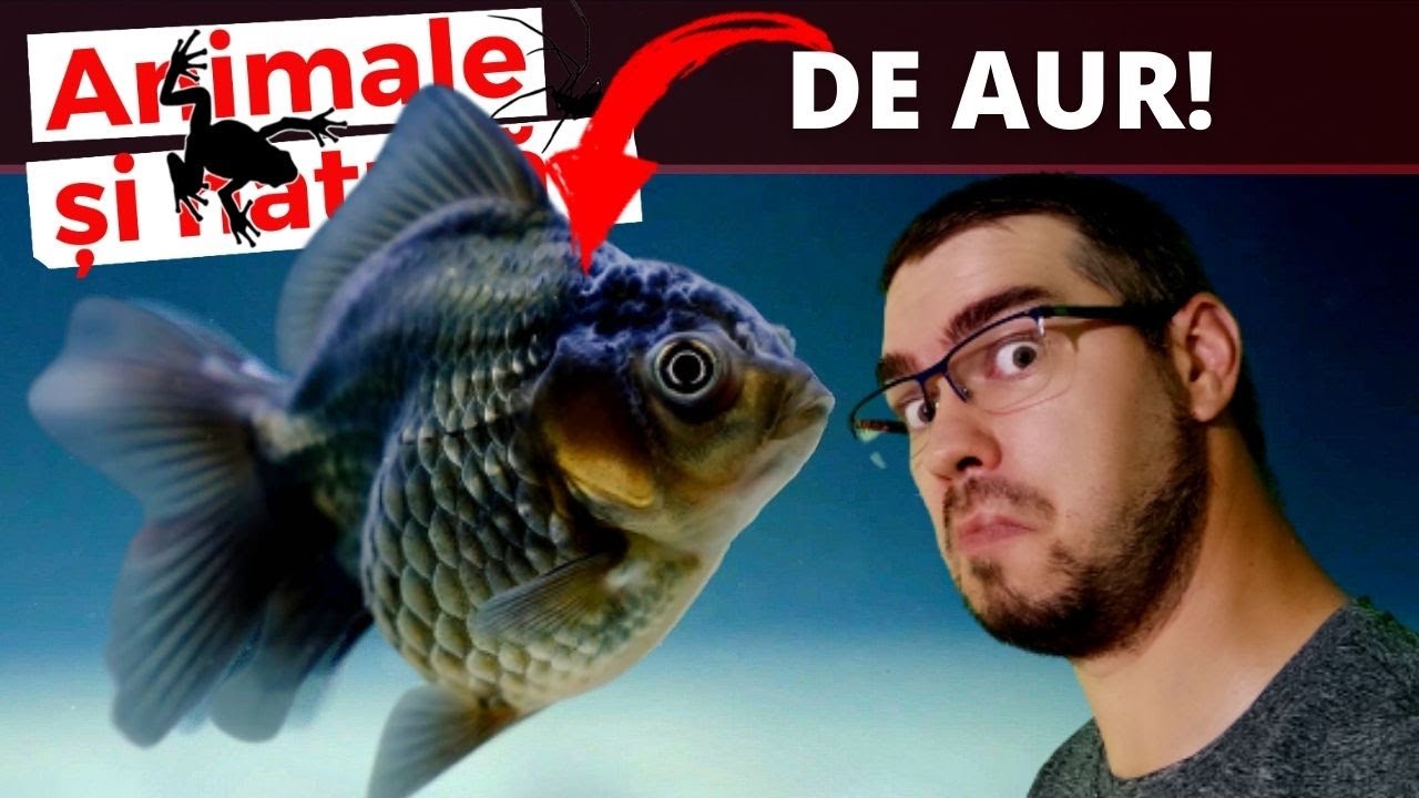 Reproducerea pestisorului auriu nu este dificila