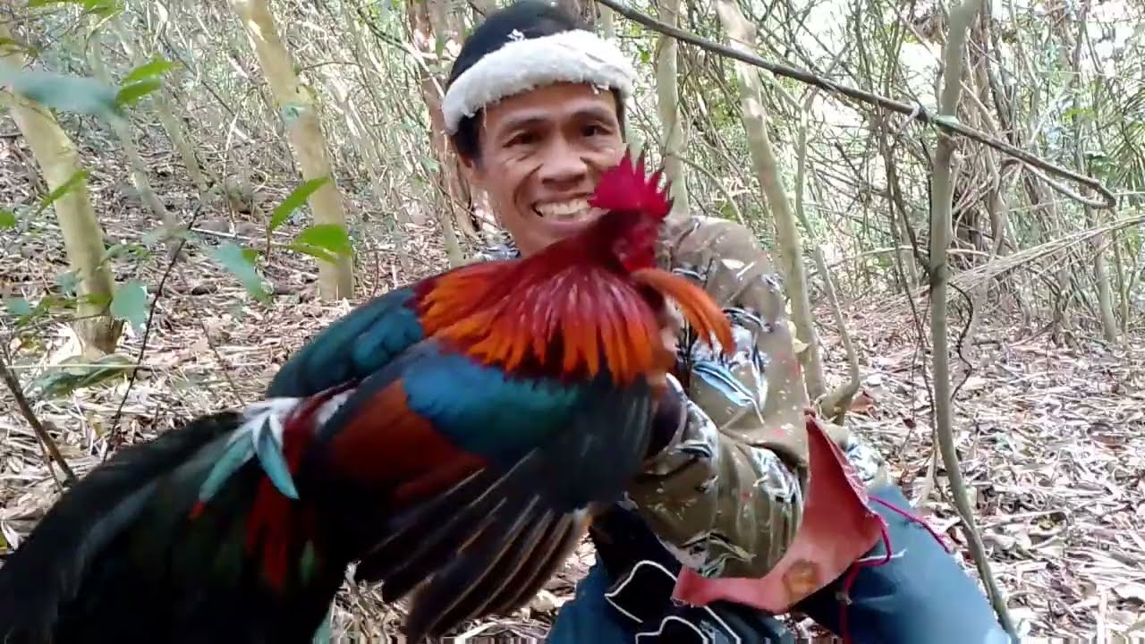 Pangalawang huli natin sa isang araw 🐓 #shortvideos #viralvideos #nature #youtubeshorts #follow 