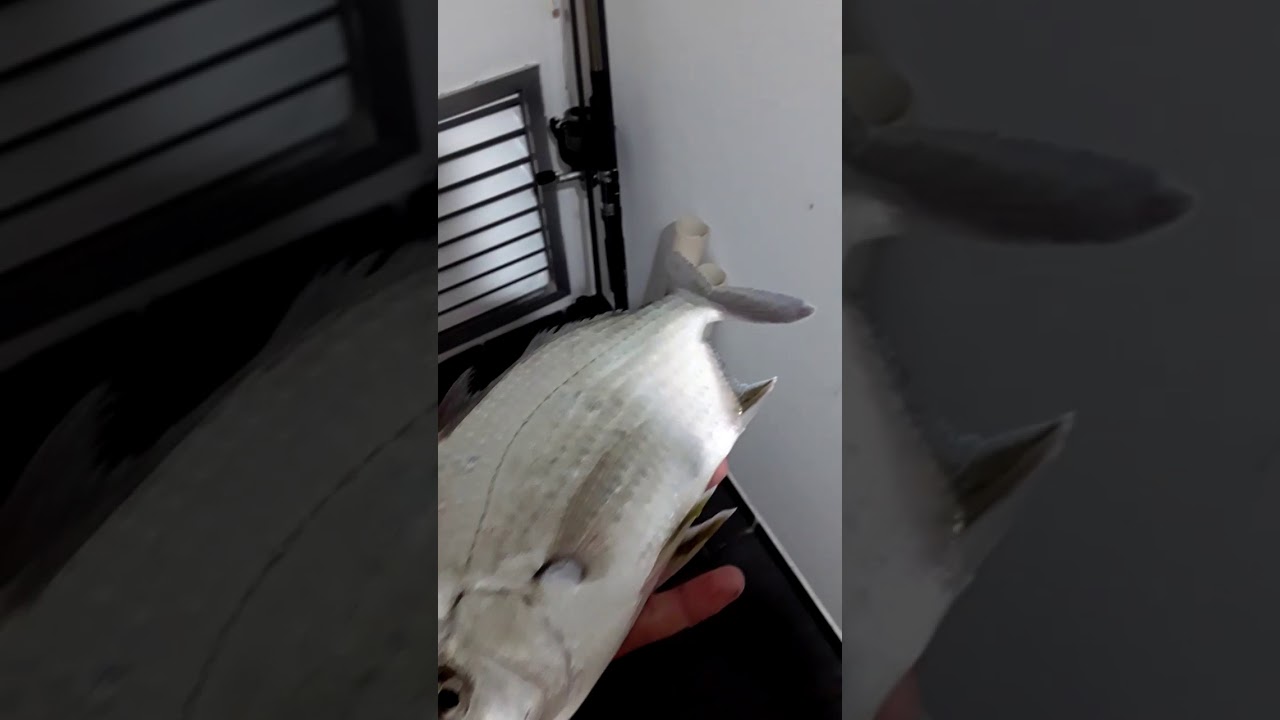 Peixe 🐟 #Carapeba  Pescada Praia Areia Preta #Guarapari-ES  #2KG