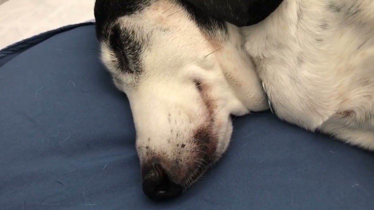 Bandit Dachshund ASMR Sleep Snoring Zzzz’s Rest Calm RIP