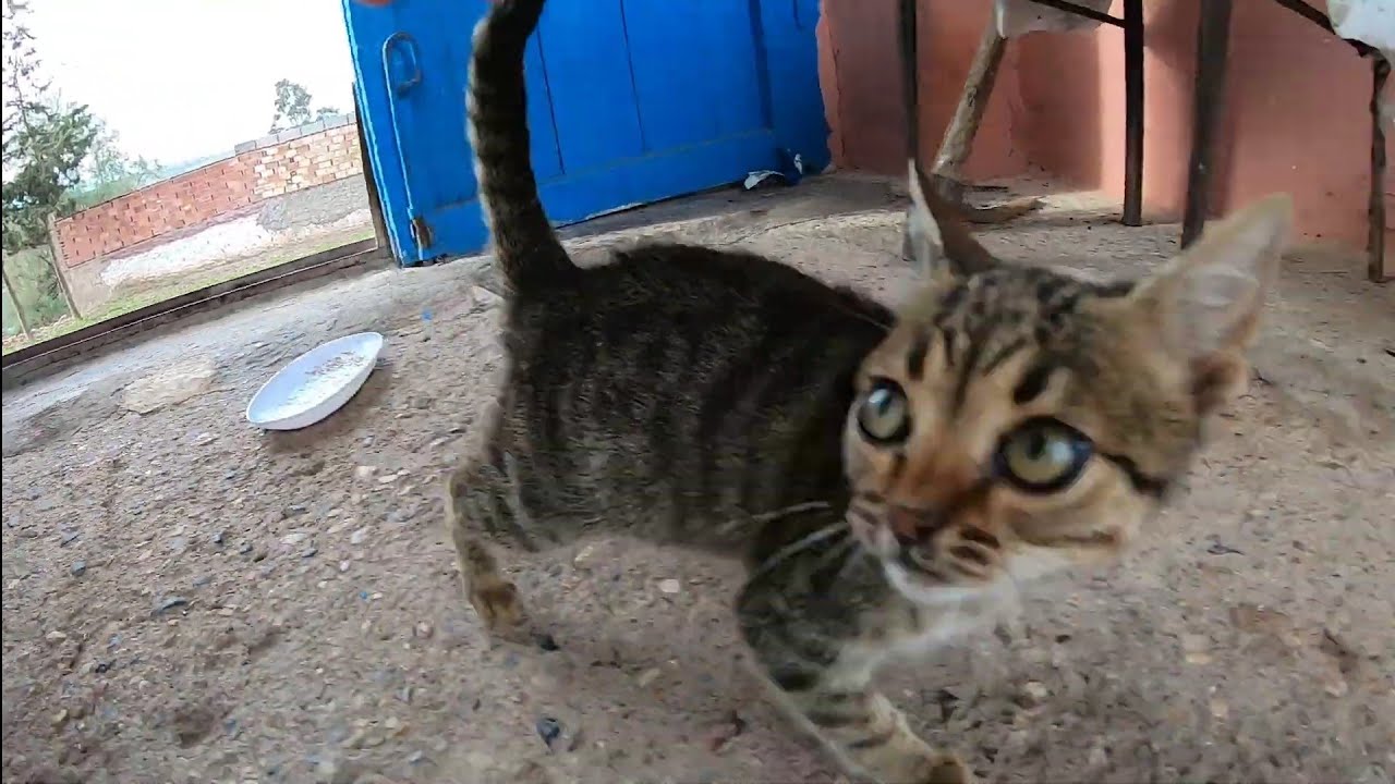Very hungry kittens meowing loudly for food