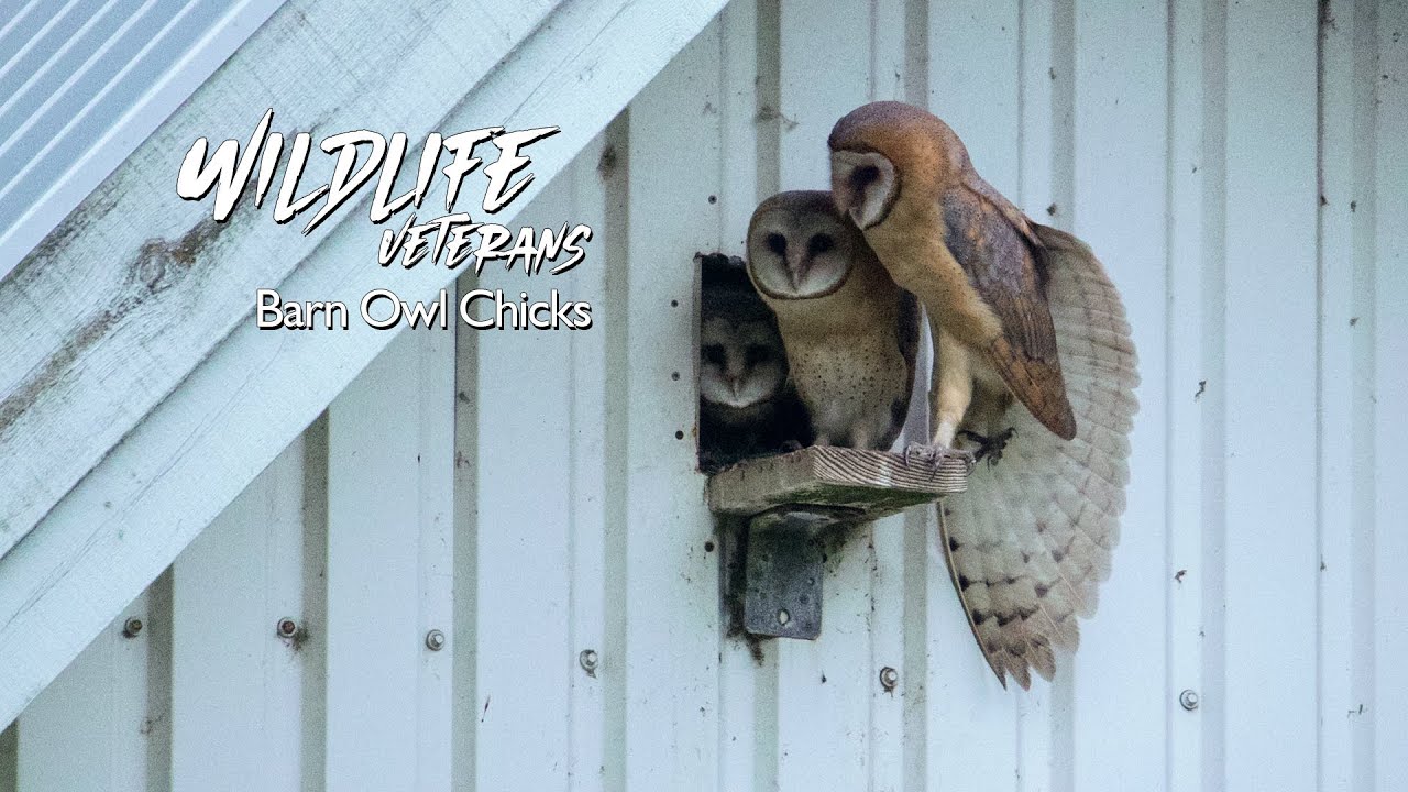 Barn Owl Chicks - Slørugle Unger