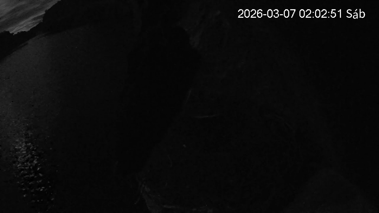 Cigüeñas Negras en Tajo Internacional