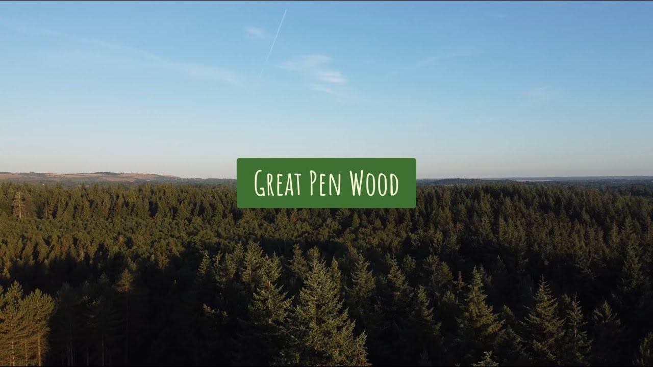 Great Pen Wood