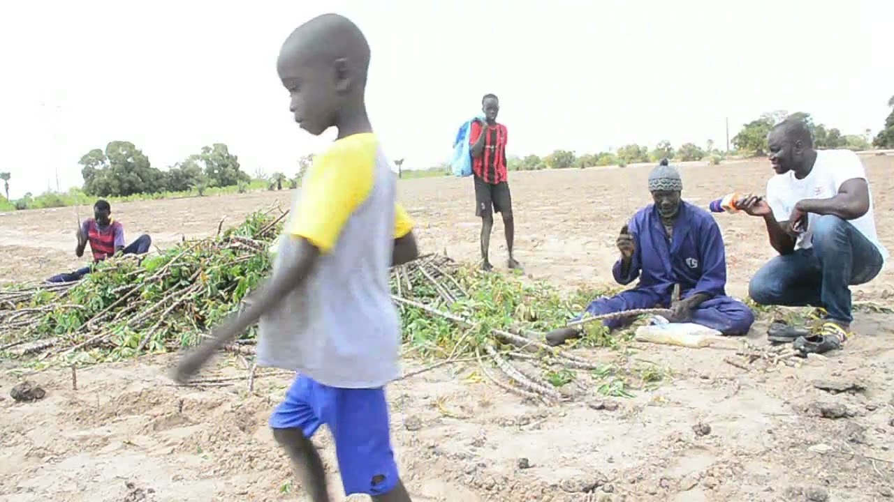 VISITE AL AZHAR TV CHEZ LES CULTIVATEUR DE TAIBA MBAYE